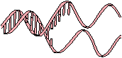 DNA.gif (1077 bytes)